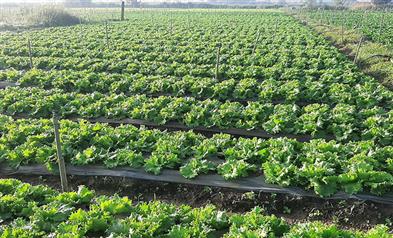 giới thiệu về xà lách iceberg hay còn gọi là xà lách mỹ